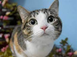 Haru Oregon Humane Society Pretty Cats Cat Adoption Cats And Kittens