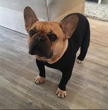 Frenchies don't shed much, but twice a year they lose their undercoat. Every Frenchie Needs A Shed Defender Dog Onesies French Bulldog Shedding Cute Dog Clothes