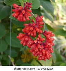 Image result for Clerodendrum fasciculatum