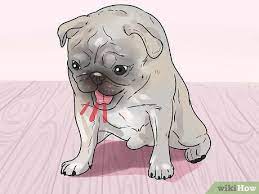 Learn how to recognize the signs of your dog choking, perform the heimlich maneuver on your dog and prevent choking in the first place. How To Save A Choking Dog 13 Steps With Pictures Wikihow