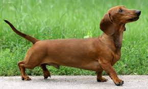 3 Types Of Dachshunds Smooth Haired Long Haired Wired Haired Creative Tracks