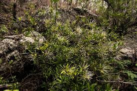 Image result for Ixora narcissodora