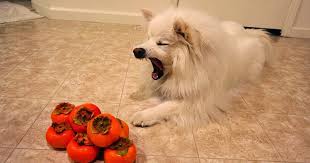 People also asked, are persimmon seeds poisonous? Ruckus The Eskie Are Persimmons Safe For Dogs