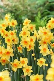 Narcissi Bunch Flowering Martinette Daffodils Bulb Flowers Daffodil Bulbs