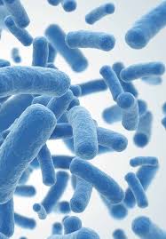 It is fairly easily treated with metronidazole and probiotics, and can be cleared from the home with regular hygiene. Introductory Chapter Clostridium Difficile Infection Overview Intechopen