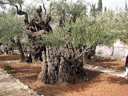 Mount Of Olives Gethsemane Garden Ancient Olive Tree Mount Of Olives Garden Of Gethsemane Olive Tree