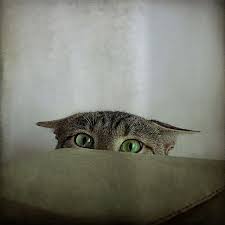 Il Prepare Son Attaque Cat Portrait Cats Crazy Cats Cute Cats