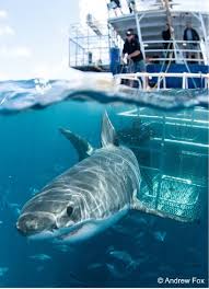 Great white shark cage diving adventure in neptune islands port lincoln south australia. Shark Attitude Changing Port Lincoln Times Port Lincoln Sa