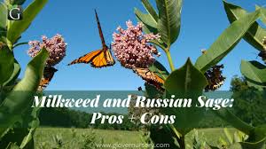 Check spelling or type a new query. Milkweed And Russian Sage Pros Cons Glover Nursery