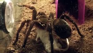 The world's largest spider, the goliath tarantula is also a venomous killer that liquefies its prey. Tarantula Theraphosa Blondi Eating Mouse Video Dailymotion