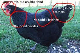 Feb 23, 2020 · here are some of the key differences between roosters and hens. How To Tell If Your Chicken Is A Hen Or A Rooster Answers Here Backyard Chickens Learn How To Raise Chickens