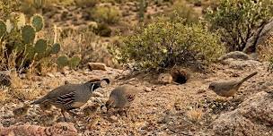 Phoenix Zoo Live on Location presents: Who's Awake in the Desert?