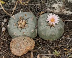 Peyote | Better Addiction Care