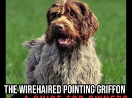 I've never had a bad experience with any griffon. The Wirehaired Pointing Griffon A Guide For Owners Pethelpful