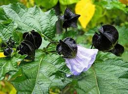 Image result for Nicandra
