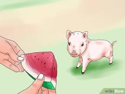 How To Give Your Pig A Bath 8 Steps With Pictures Wikihow