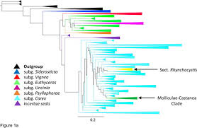 Image result for Carex bequaertii