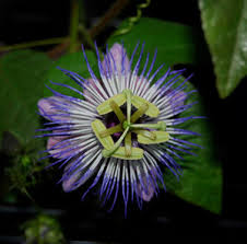 Image result for Passiflora foetida