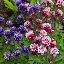 Image result for Aquilegia vulgaris Tower Mix