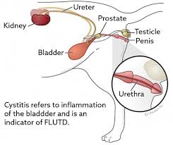 Knowing the signs of cancer in cats and things you can do to watch for cancer can literally save your cat's life. Cystitis And Lower Urinary Tract Disease In Cats Vca Animal Hospital