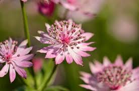 Image result for Astrantia major `Roma`