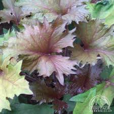 Image result for Lellingeria oosora