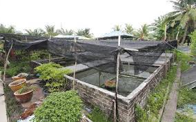 Salah satunya adalah udang galah. Cara Ternak Udang Galah Belajar