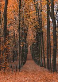 It has an area of 1.23 square kilometres. Photo Story Magical Bois De La Cambre We Love Brussels