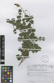 Image result for Rhynchosia albissima