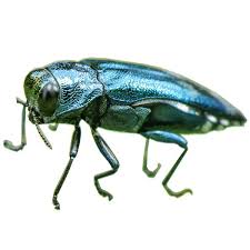 Emerald Ash Borer Control And Prevention In Minneapolis St Paul Mn And Western Wi