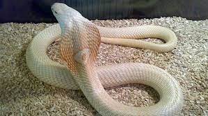 A Magnificent Albino Cobra Cobra Snake Albino Animals King Cobra Snake