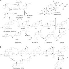 Cortisone is a corticosteroid, and this class of drug is used to treat inflammation in the body. Development Of A Synthetic 3 Ketosteroid D 1 Dehydrogenase For The Generation Of A Novel Catabolic Pathway Enabling Cholesterol Degradation In Human Cells Scientific Reports
