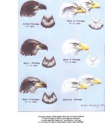 Big Black Bird With White Head And White Tail Here Is A Chart To Identify Eagle Ages From The Wilson Bulletin A Quarterly Magazine Of Ornithology Published By The W Bald Eagle American Bald Eagle Eagles