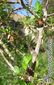 Image result for Commiphora mossambicensis