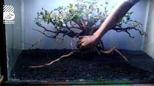 Project 09 Cara Membuat Bonsai Aquascape Rescape Tank 80cm Youtube Aquascaping Bonsai