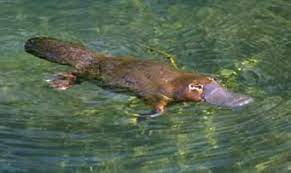 The australian platypus park at tarzali lakes, malanda kuva: Swimming Platypus Ornitorrinco Animales Australianos Australia Animales