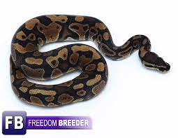 Axanthic pastel ball python regular price $549.00 sale price $319.00 save $230.00 axanthic ball pythons Male Arroyo Freedom Breeder