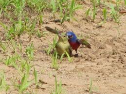 Painted bunting audubon bird plate picture poster print. Painted Bunting