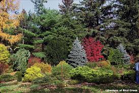 Screen Ideas For The Front Of Yard To Hide The Firewood Pile Conifers Garden Privacy Landscaping Evergreen Garden