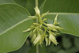 Image result for Cryptolepis obtusa