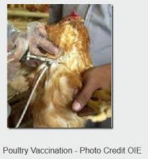 Learn about the veterinary topic of vaccination programs in poultry. Avian Flu Diary Plos One Effectiveness Of Hpai H5n1 Vaccination In Poultry Indonesia