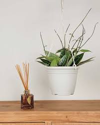 Image result for Mostuea microphylla