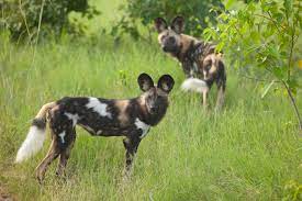 They have a much more. Ten Facts About The African Wild Dog