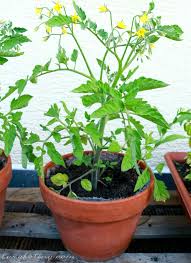 Pots for tomatoes should be more wide than deep, because the root system of tomato plants spread out more than go deeper. How To Grow Tomatoes In Pots Foxy Folksy