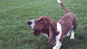 Check spelling or type a new query. How To Potty Train Basset Hounds Petcarerx