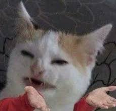 Sampiyonlar Ligi 2020 Komik Kedi Resimleri Komik Kopek Fotograflari En Komik Fotograflar