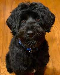 14 Fluffy Facts About Portuguese Water Dogs Petpress Portuguese Water Dog Portugese Water Dogs Water Dog