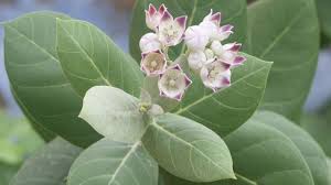 Medicinal Values Of Calotropis Gigantea Aak Alark Mandar Aakdo Aakand Giant Milkweed Tree Medicinal Values Of Calotropis Gig Plants Herbalism Plant Leaves