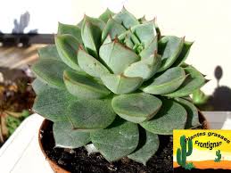 Echeveria Fabiola Plantes Grasses Cactees Plante