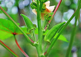 Okra is a nutritious plant and it is easy to store, as well. Okra Companion Plants Kellogg Garden Organics